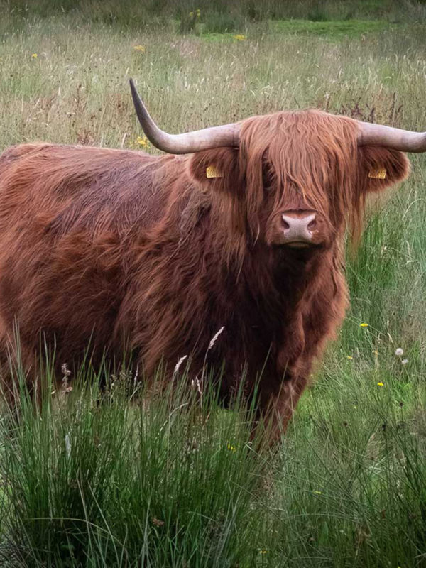 The Famous Highland Cow
